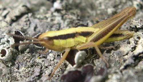 Euchorthippus declivus